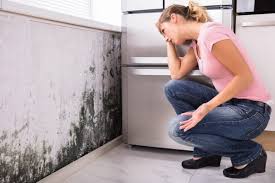 Trusted Matoaca, VA Mold Removal Experts